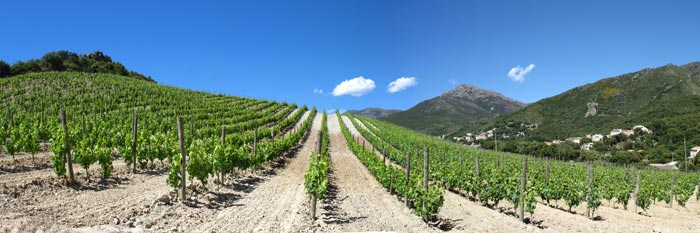 Projet de grand paysage : le vignoble de Patrimonio